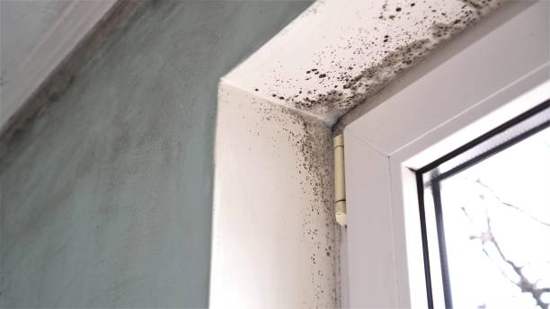 Ammon, ID Mold Inspection, Removal & Remediation Company