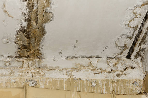 Best Mold Odor Removal Services  in Ammon, ID