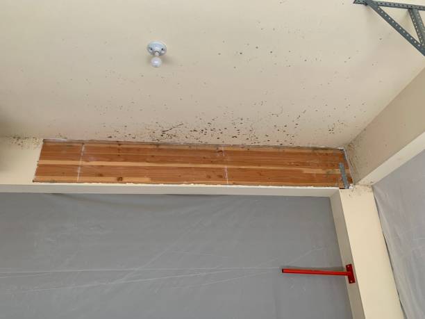 Best Crawl Space Mold Remediation  in Ammon, ID