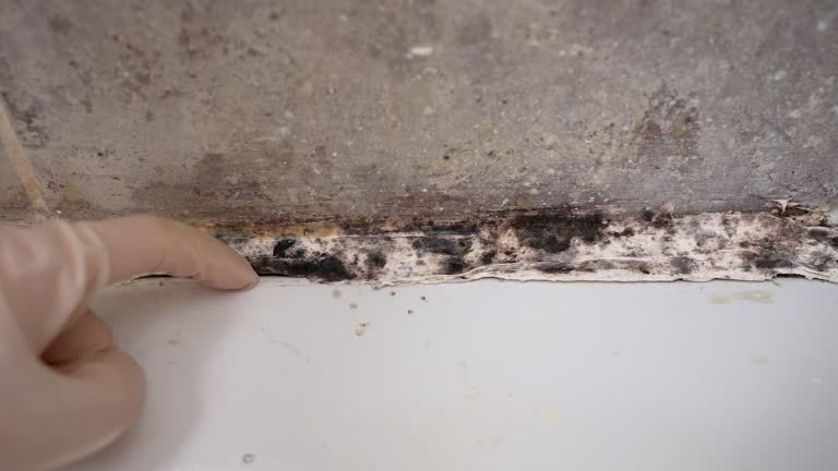 Best Mold Prevention Services  in Ammon, ID